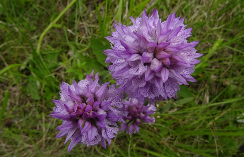 Neotinea tridentata - Cimone (TN)